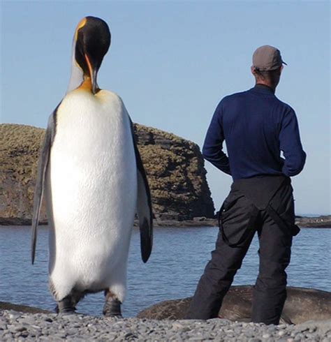 huge penguin.